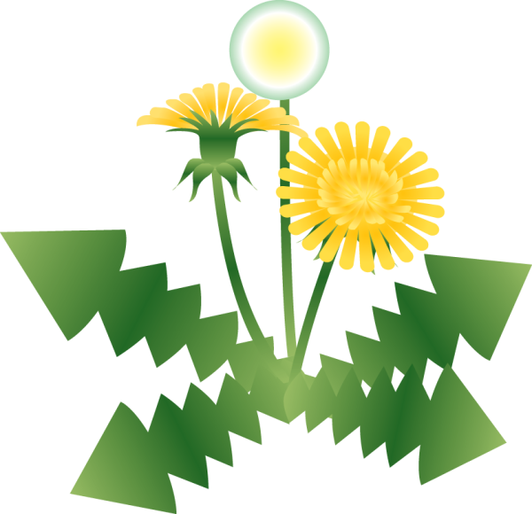 Одуванчик желтый