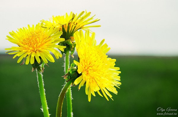 Весна одуванчики