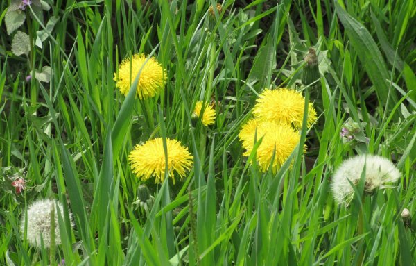 Первоцветы одуванчик