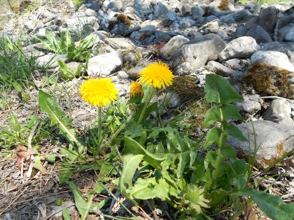 Первоцветы одуванчик