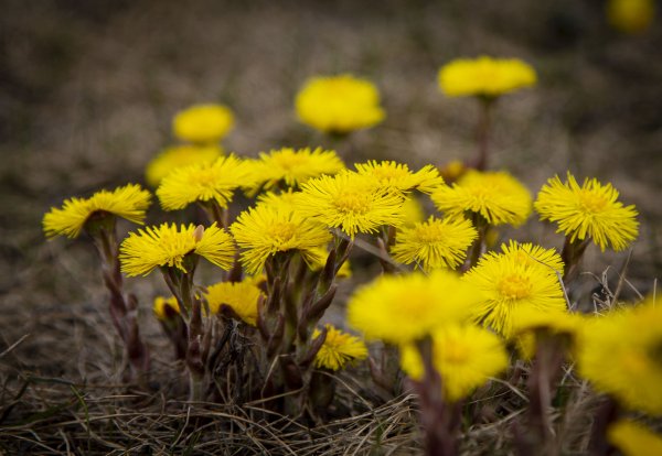 Одуванчик Тундровый