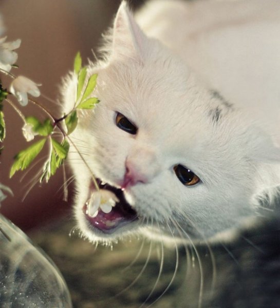 С весной прикольные