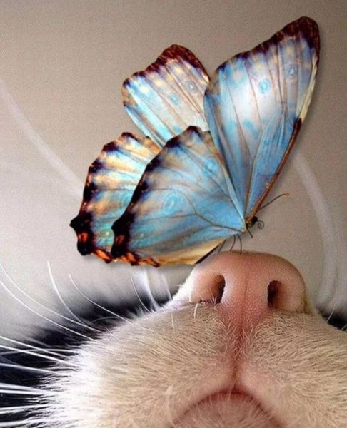 Девочка с цветами