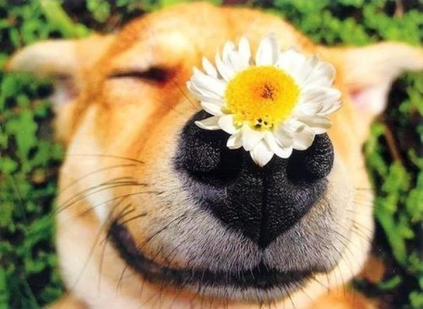 Милые картинки на обои для телефона