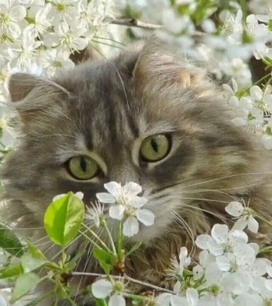 Мультяшный кот