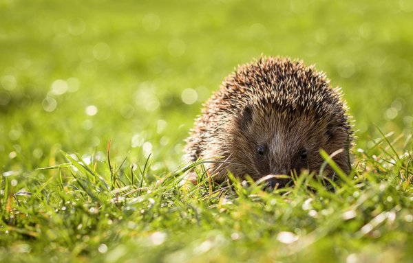 Мордочка ежика