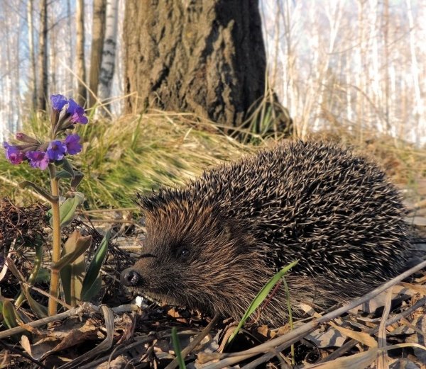 Обыкновенный ёж с ежатами