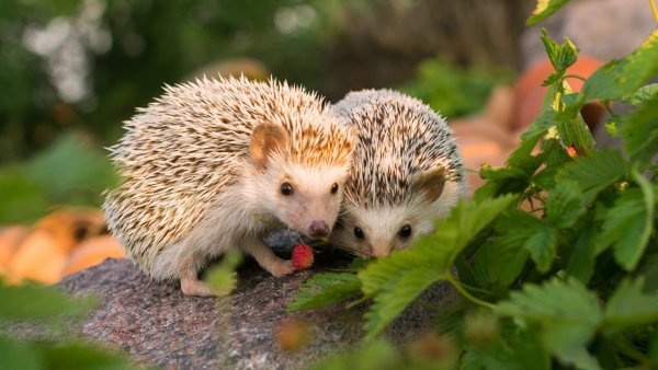 Ежик с цветочком