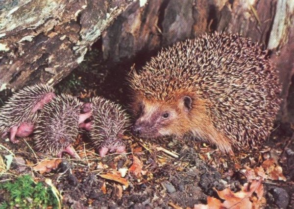 Ежик и ежата зимой