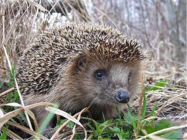 Ежата летом