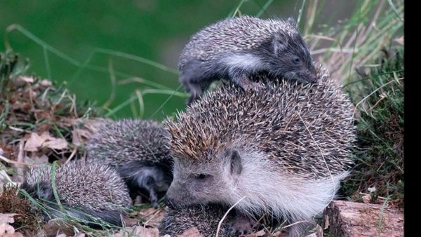 Еж ежиха и ежонок