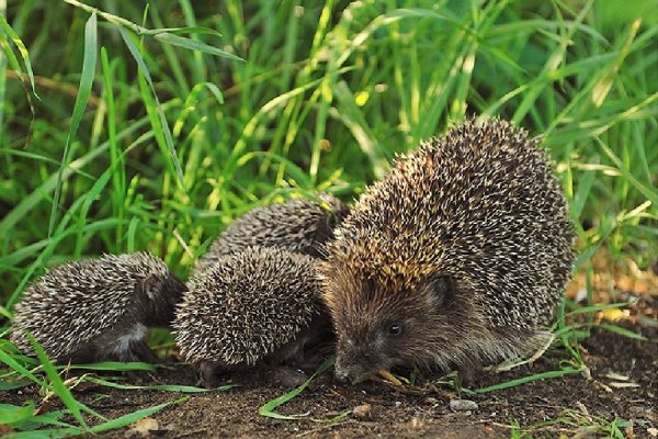 Милый Ежик в цветах
