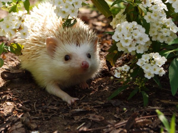 Водяной Ежик