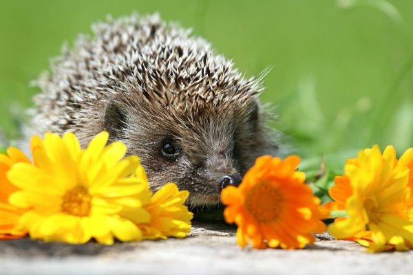 Ежик весной