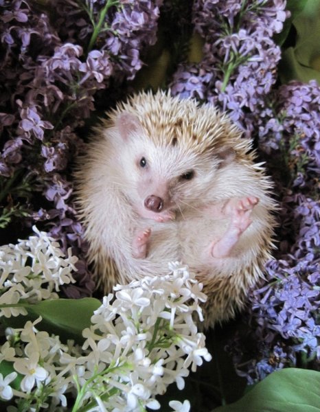 Вадим Трунов фотоработы животные