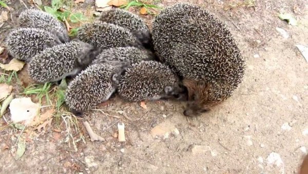 Доброе утро Ежик