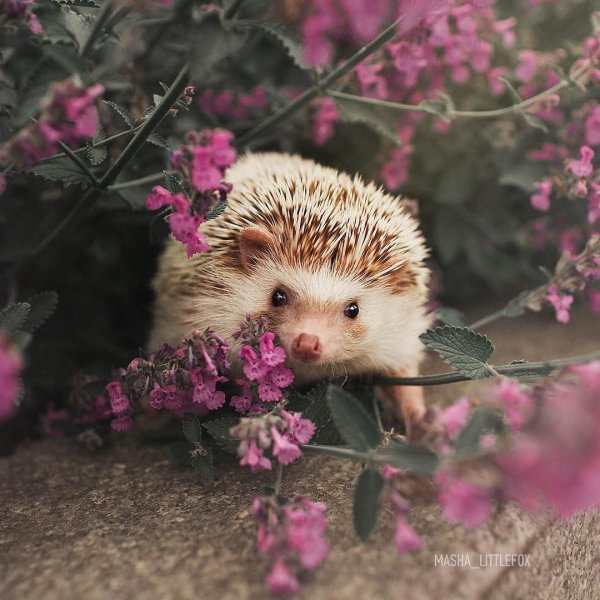 Пахнет весной