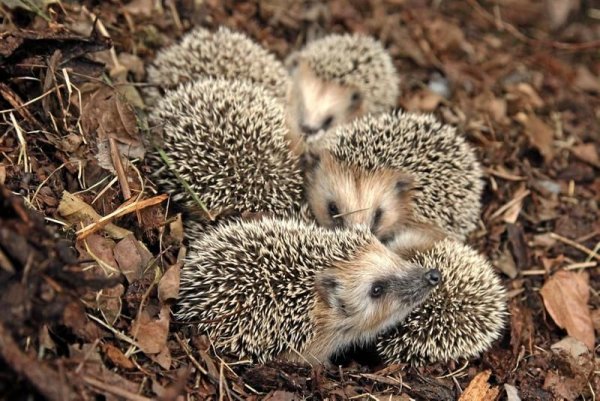 Еж весной