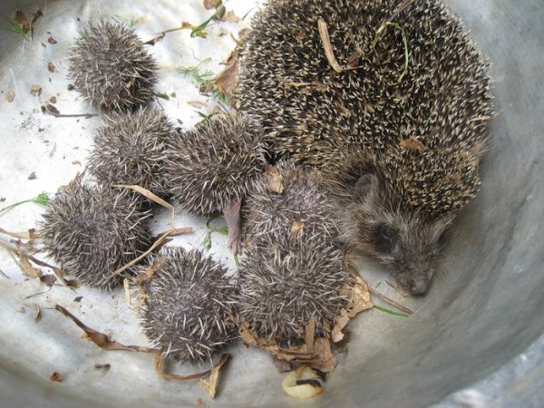 Иллюстрации Марины Федотовой ежики