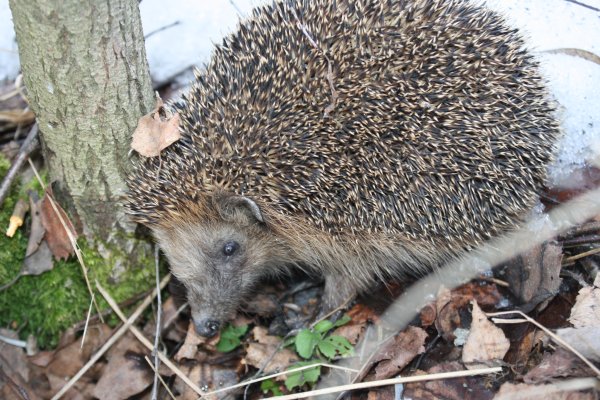 Ежик картина маслом