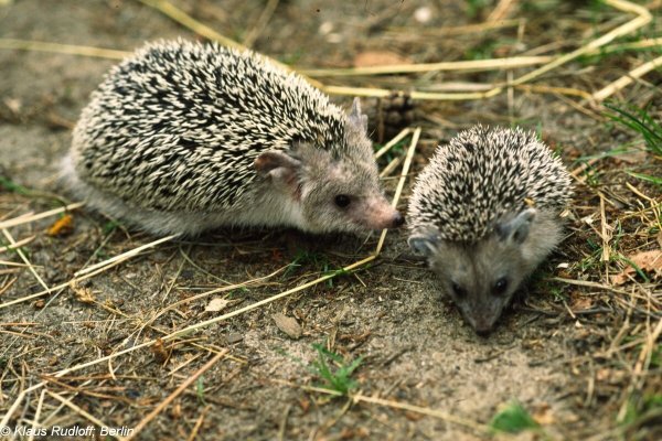 Ежик с букетом акварель