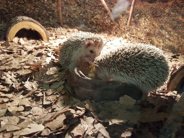 Erinaceus roumanicus