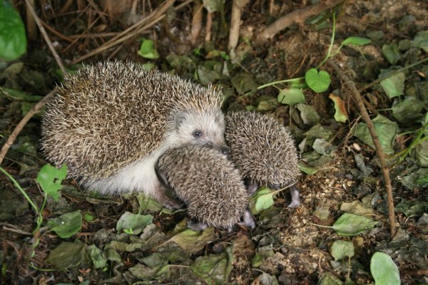 Еж ежонок ежата