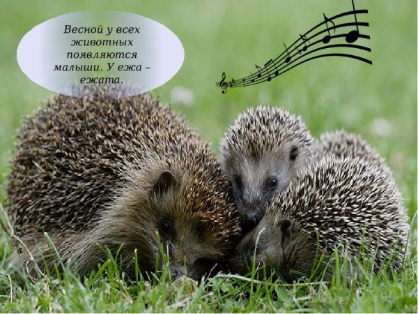 Ежик милый в природе