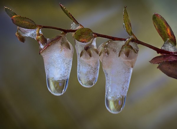 Весна капель