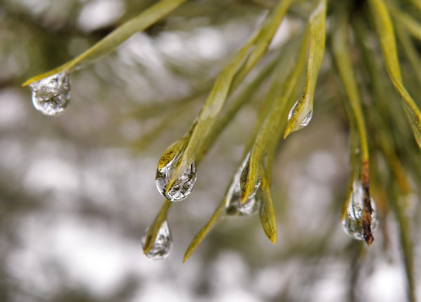 Весенняя капель