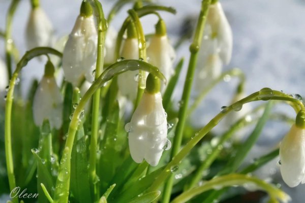 Март капель