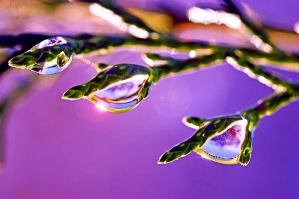 Капелька весны