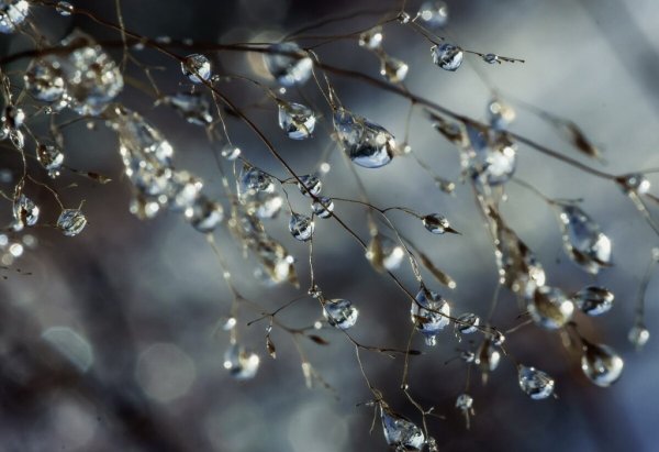 Капли на ветках