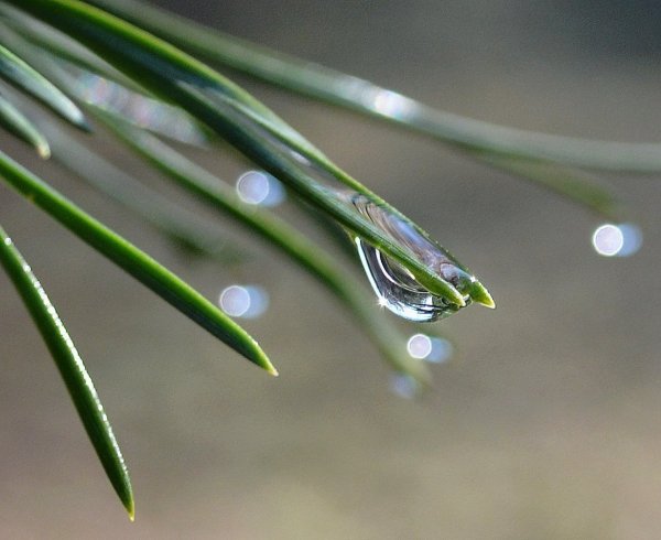 Апрель капель