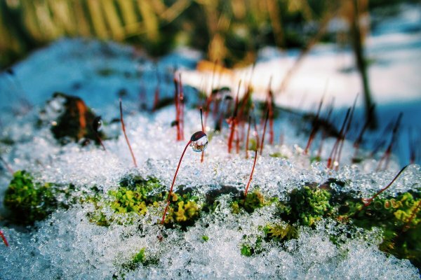 Весенняя капель