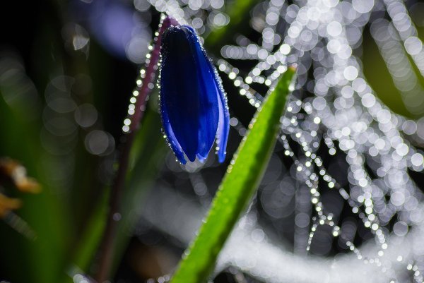 Весенние капельки