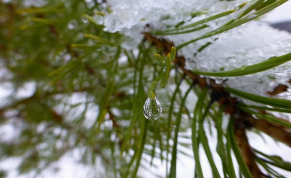 Первая Весенняя капель