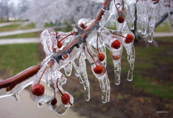 Деревья во льду