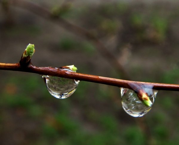 Капель весной