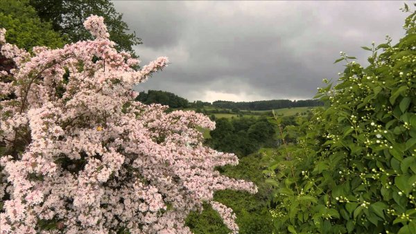 Эдвард Григ птичка