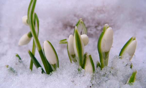 Цветы из под снега