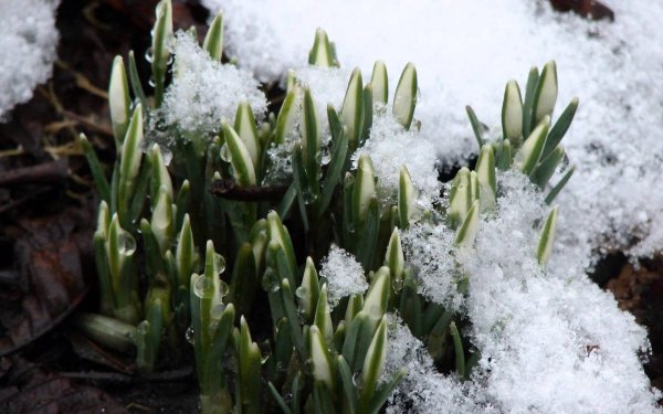 Весна проталины подснежники