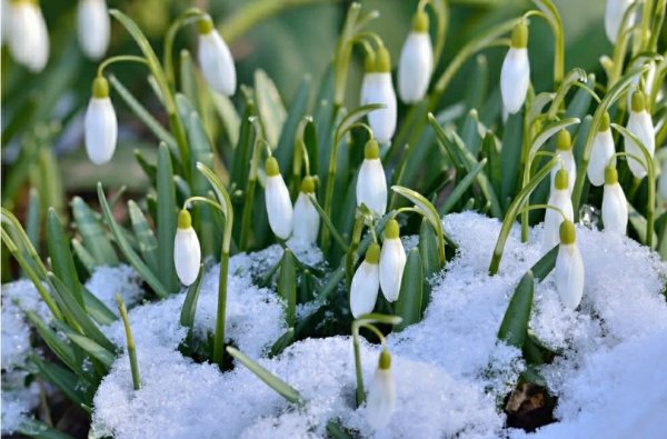 Цветы в снегу