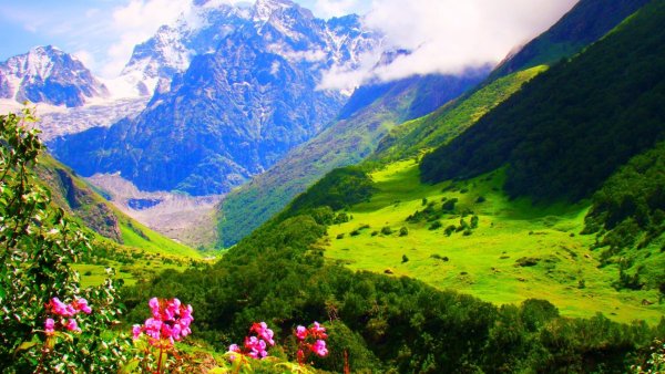 Долина цветов Индия национальный парк