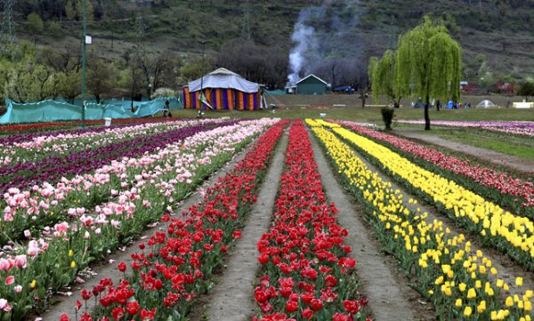 Долина цветов Индия национальный парк