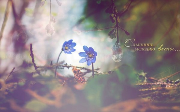 София Дубровина