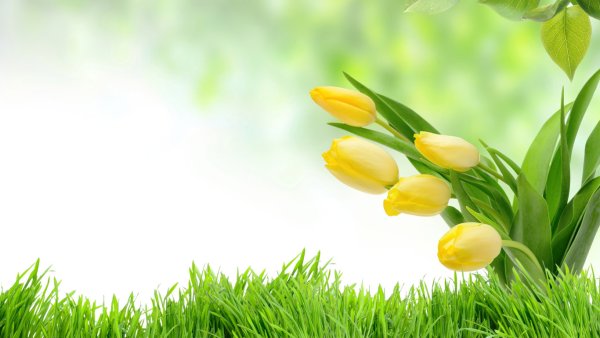 Баннер весенние цветы