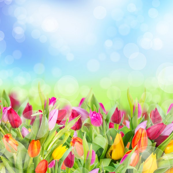 Тюльпаны открытка