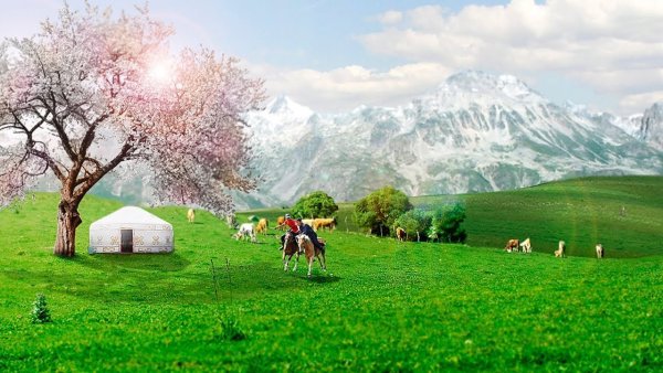 Желтые тюльпаны