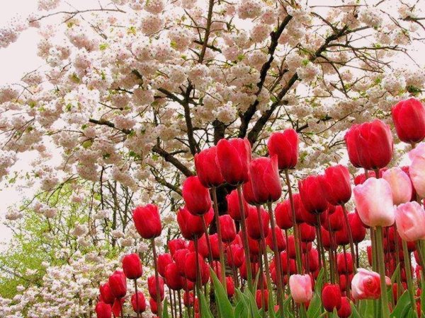 С весенним праздником Навруз